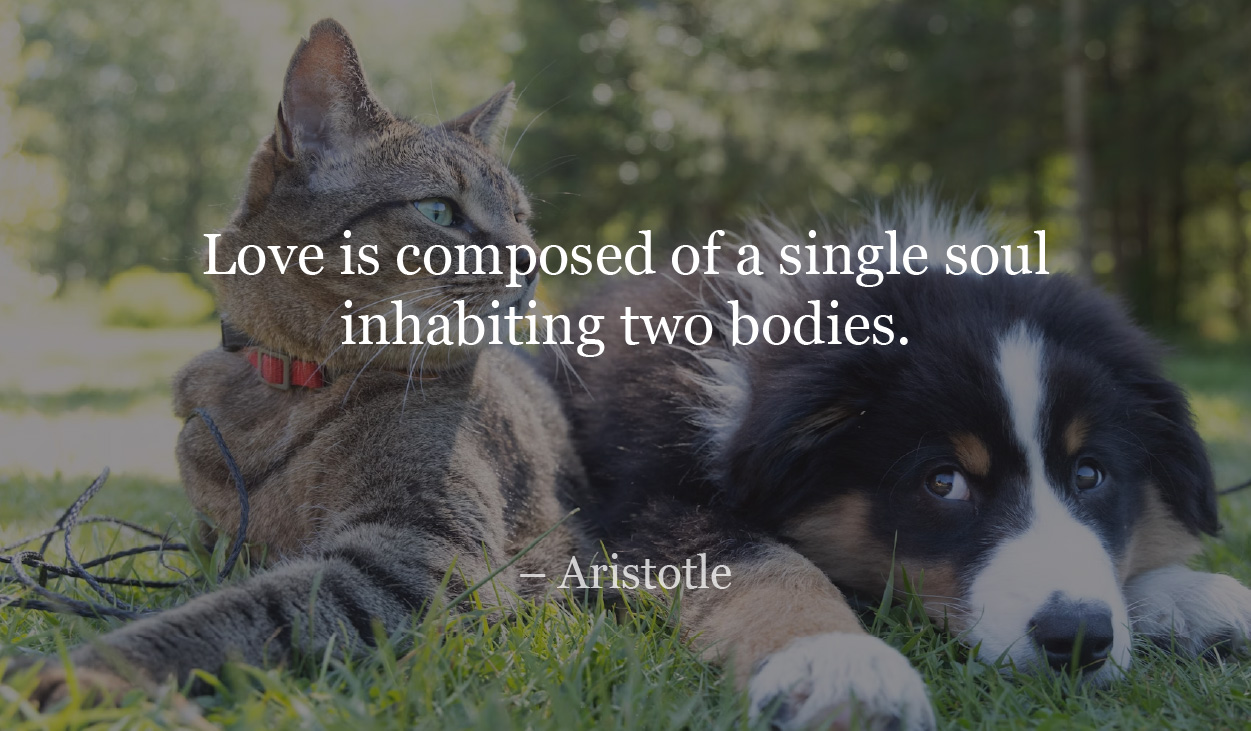 Love is composed of a single soul inhabiting two bodies. - Aristotle