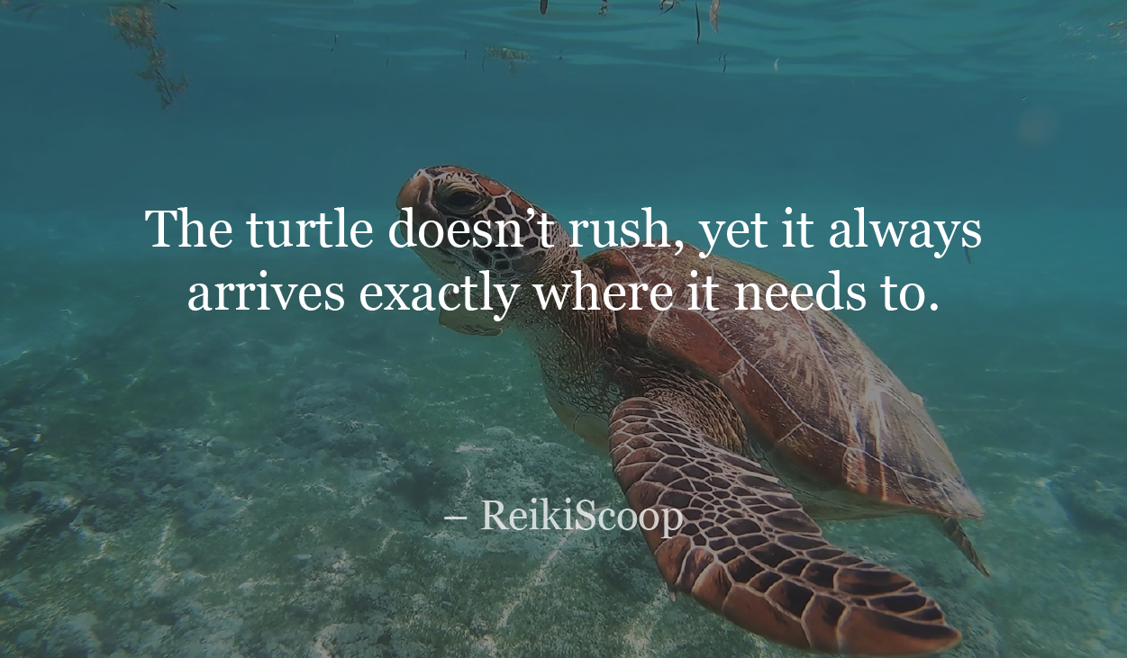 the-turtle-reikiscoop
